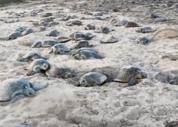 ଗହୀରମଥାରେ ଅଲିଭ୍‌ରିଡେଲ୍‌ଙ୍କ ସମୂହ ଅଣ୍ଡାଦାନ