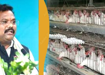 ରାଜ୍ୟରେ ଦୈନିକ ୧କୋଟି ୧୧ଲକ୍ଷ ଅଣ୍ଡା ଉତ୍ପାଦନ ହେଉଛି