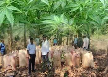 କନ୍ଧମାଳ , ଗଜପତି ଜିଲ୍ଲାରୁ ୧୦ ହଜାର ୩୦୦ କେଜିରୁ ଉର୍ଦ୍ଧ୍ୱ ଗଞ୍ଜେଇ ଜବତ