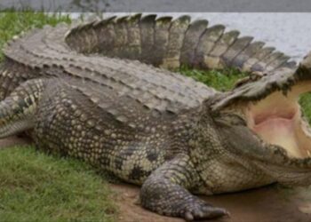 ଚି଼ହ୍ନଟ ହେବ ବ୍ଲାକ ସ୍ପଟ :କୁମ୍ଭୀର ଉପଦ୍ରଵରୁ ରକ୍ଷା ପାଇଁ ବନବିଭାଗର ମାଷ୍ଟର ପ୍ଲାନ